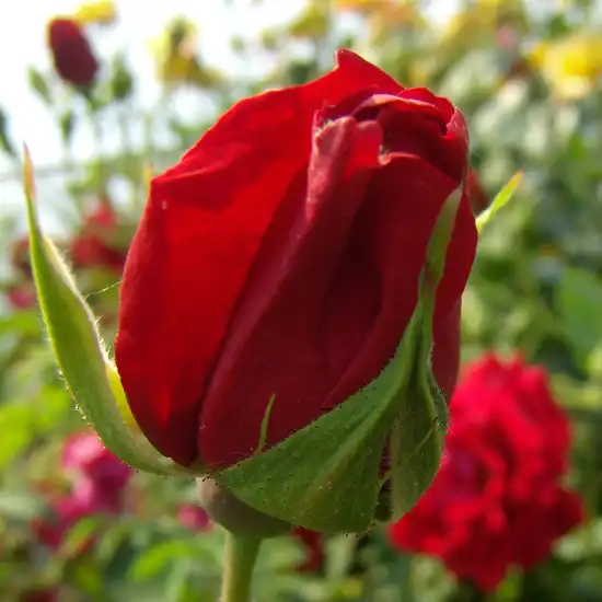 Rosa Demokracie™ - roșu - trandafiri târâtori și cățărători, Climber